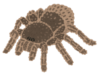 bug_kumo_tarantula
